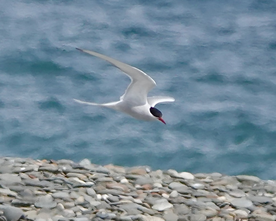 Arctic tern